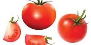 Fresh Tomato