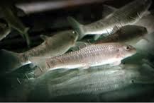 Dr Fish (Garra Rufa)