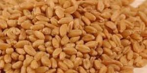 Wheat