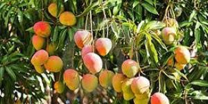 Mangoes