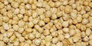 White Chickpeas