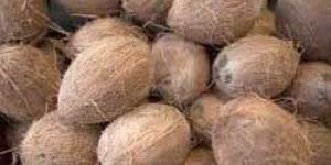 Fully Husked Coconut