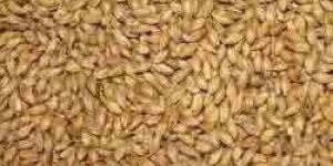Barley Seeds