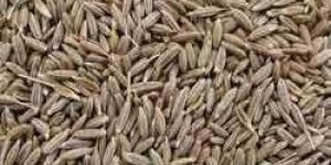 Cumin Seeds