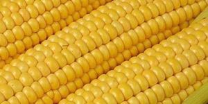 Yellow Maize