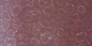 Fossil Red Indian Marble Stone