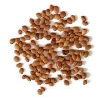 Karanj Seeds