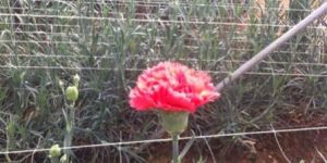 Fresh Carnation Flowers