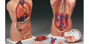 Anatomy Models