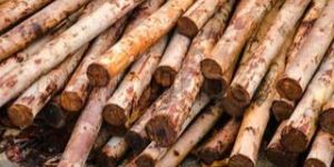 Eucalyptus Wood Log
