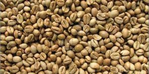 Raw Robusta Coffee Beans