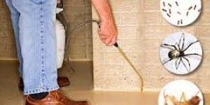 Ants Control Service