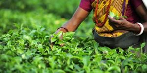 Assam Tea