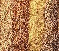 Organic Grains
