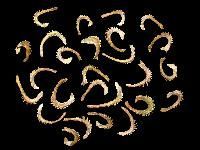 Calendula Officinalis Seed
