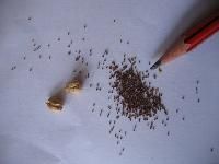Petunia Seeds