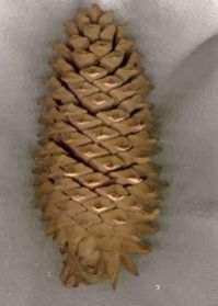 Tree Seeds