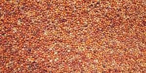 Ragi Seeds
