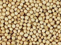 Organic Amaranth Seeds