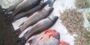 Carp Fish