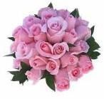 20 Pink Roses