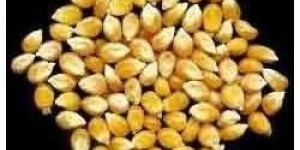 Yellow Maize