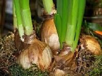 Flower Bulbs