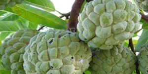 Custard Apple