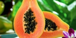 Papaya Powder