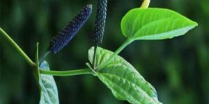 Pippali Plant