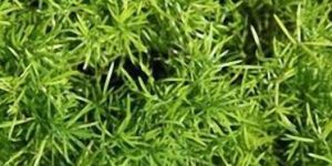 Natural Shatavari Plants