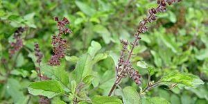 Tulsi