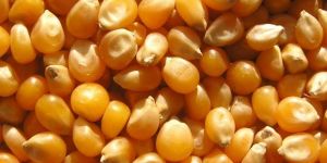 Yellow Maize