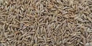 Cumin Seeds