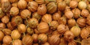 Coriander Seeds