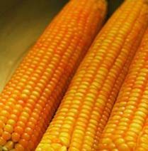 Yellow Maize