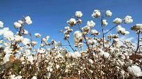 Indian Cotton