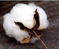 Raw Cotton