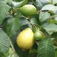 Guava Plants