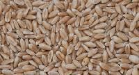 Red Winter Wheat