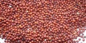 Ragi Seeds