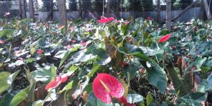 Fresh Anthuriums Cut Flower