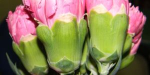Fresh Carnation Cut Flower