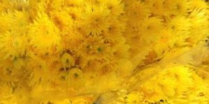 Fresh Chrysanthemum Flower