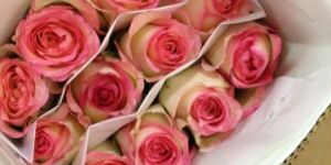 Fresh Dutch Rose Flower