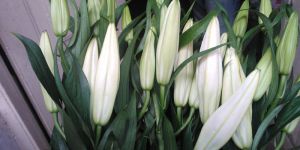 Fresh Oriental Lily Cut Flower
