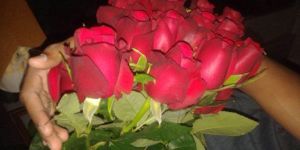 Fresh Taj Mahal Red Rose Flower