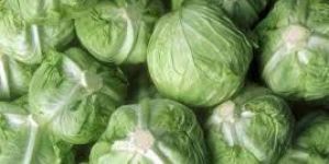 Fresh Cabbage