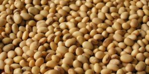 Soybean Seed