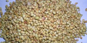 Coriander Seeds